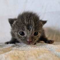 Thumbnail photo of Slate #4