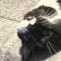 Thumbnail photo of Lucien #3