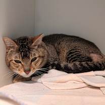 Thumbnail photo of Alvin #3