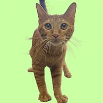 Thumbnail photo of Enchilada  #1