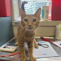 Thumbnail photo of Enchilada  #2