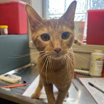 Thumbnail photo of Enchilada  #4