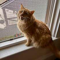 Thumbnail photo of Gizmo #1