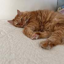 Thumbnail photo of Gizmo #2