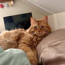 Thumbnail photo of Gizmo #3