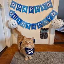 Thumbnail photo of Gizmo #4