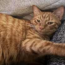 Thumbnail photo of Milo #1