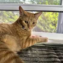 Thumbnail photo of Milo #2