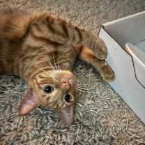 Thumbnail photo of Milo #3