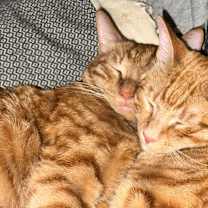 Thumbnail photo of Milo #4