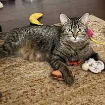 Thumbnail photo of Tiramisu #4