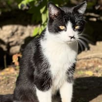 Thumbnail photo of Mickey #2