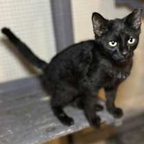 Thumbnail photo of Onyx #1