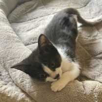 Thumbnail photo of PF Chang (0135) #2