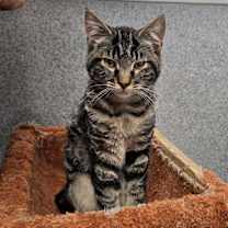 Thumbnail photo of Chino #2