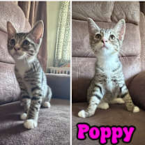 Thumbnail photo of POPPY & SUSHI #1