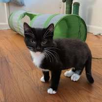 Thumbnail photo of Louie #2