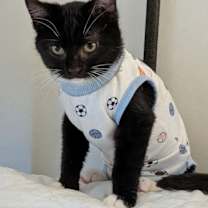 Thumbnail photo of Louie #3