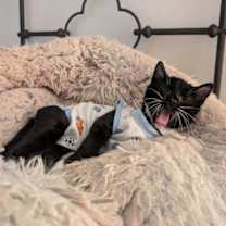 Thumbnail photo of Louie #4