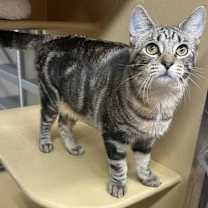 Thumbnail photo of Yellowstone #2