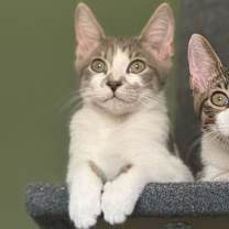 Thumbnail photo of Rome (Bonded w/ Ronin) #2