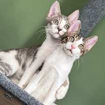 Thumbnail photo of Rome (Bonded w/ Ronin) #3