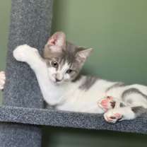 Thumbnail photo of Rome (Bonded w/ Ronin) #4