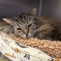 Thumbnail photo of Harry #2