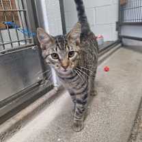 Thumbnail photo of Homer #1