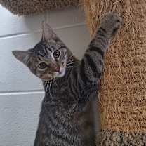 Thumbnail photo of Homer #2