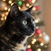 Thumbnail photo of Kiki #1