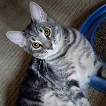 Thumbnail photo of Merlin #2