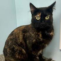 Thumbnail photo of Wren #1