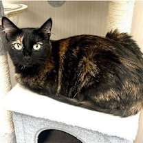 Thumbnail photo of Wren #2