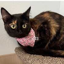 Thumbnail photo of Wren #3