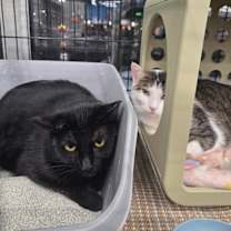 Thumbnail photo of Raven #4