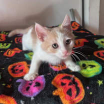 Thumbnail photo of Stewie (& Rocky Road) #1