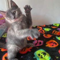 Thumbnail photo of Rocky Road (& Stewie) #2