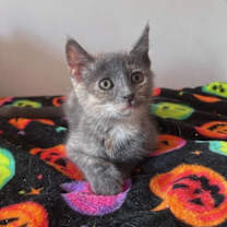 Thumbnail photo of Rocky Road (& Stewie) #3