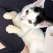 Thumbnail photo of Cobweb #1