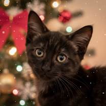 Thumbnail photo of Stevie #1