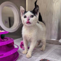 Thumbnail photo of Cobweb #2