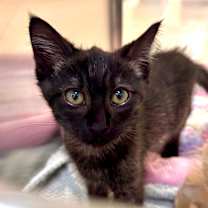 Thumbnail photo of Stevie #3