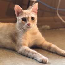 Thumbnail photo of Giselle #2