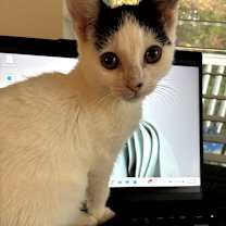 Thumbnail photo of Cobweb #3