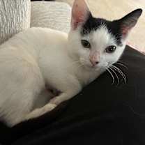 Thumbnail photo of Cobweb #4