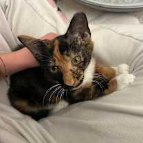 Thumbnail photo of Mochi #2