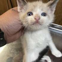 Thumbnail photo of Kitten 27444 (Thunder) #3