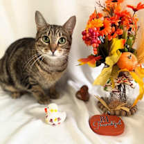 Thumbnail photo of Mamas #1