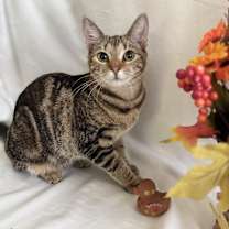 Thumbnail photo of Mamas #2